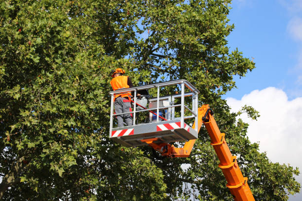 Best Tree Health Inspection  in Mccook, NE